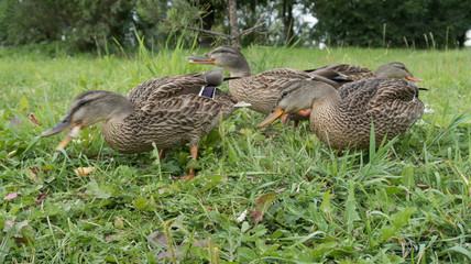 feeding wild gray ducks