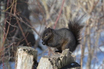 Obraz premium Black Squirrel on stump
