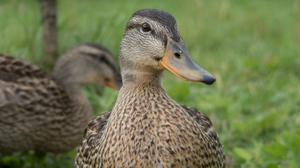feeding wild gray ducks