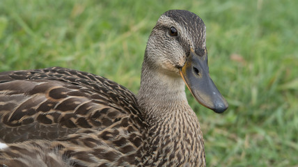 feeding wild gray ducks