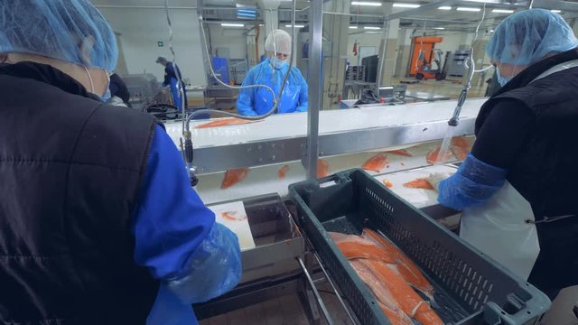 Pieces of salmon are getting processed by factory employees