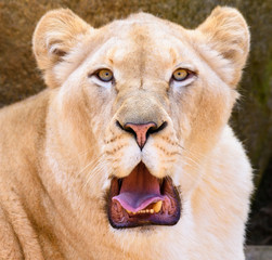 Obraz premium Portrait of South African lion (Panthera leo krugeri) relaxing in a meadow at ZOO