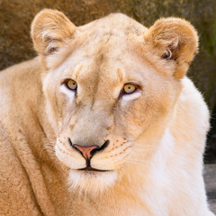 Fototapeta na wymiar Portrait of South African lion (Panthera leo krugeri) relaxing in a meadow at ZOO