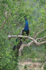 Peafowl on a tree