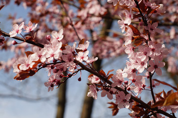Prunus spec Pflaumenblüte 26.03.2017 DE, NRW, Leverkusen