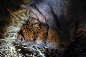 fattened fat pig of the Vietnamese breed is visibly invisible. The concept of home breeding pigs.