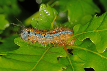 Malacosoma neustria (LINNAEUS, 1758) Ringelspinner , Raupe 19.05.2017 DE, RLP, Mosel, Piesport