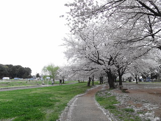 Fototapeta na wymiar 高田緑地の桜