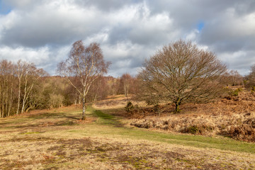 A view of Chailey Common in Sussex, on a sunny late winter day