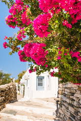 Summer flowers growing in the garden. Sifnos island, Greece.