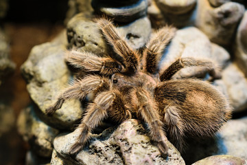 red spider tarantula