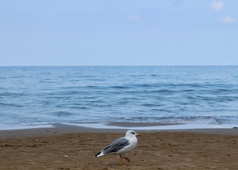 seagull on the beach