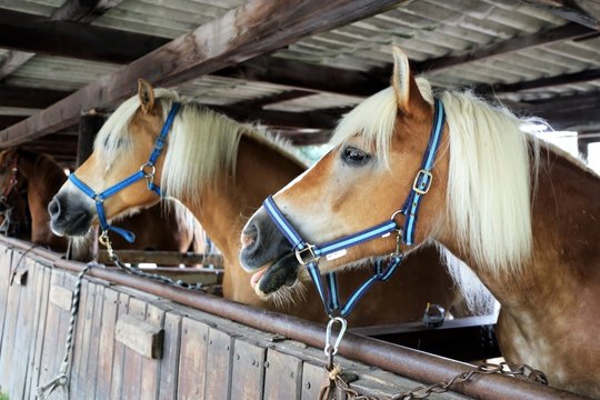 Pferde auf dem Reiterhof