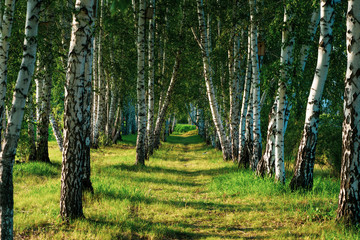 Beautiful view of the birch grove in summer.