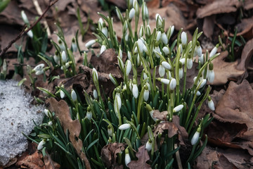 Beautiful snowdrops flowers in snow view