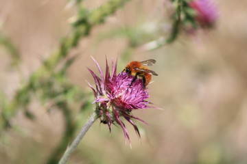 impollinazione di un cardo mentre l'isetto mangia