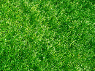 鮮やかな芝生