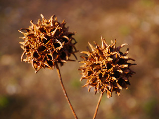 トゲトゲの草（鮮やか）
