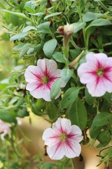 Beautiful bloom colorful flowers in the garden