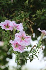 Beautiful bloom colorful flowers in the garden