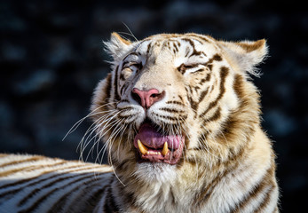 The Siberian tiger (Panthera tigris tigris) also called Amur tiger (Panthera tigris altaica) in the ZOO