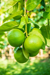 Group of green lime hanging from branch on tree