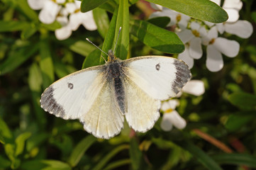 Anthocharis cardamines (LINNAEUS, 1758) Aurorafalter , Weibchen 02.04.2017 DE, NRW, Leverkusen