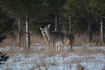 White Tail Deer
