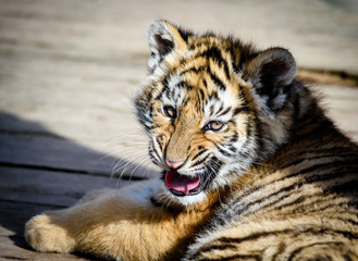 The Siberian tiger (Panthera tigris tigris) also called Amur tiger (Panthera tigris altaica) in the ZOO