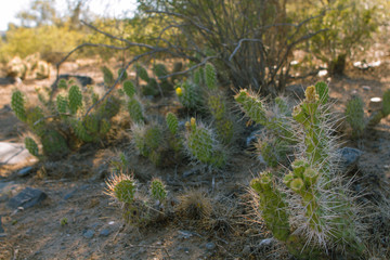 Fototapeta premium Cactus Pie de Palo 