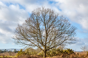 A Bare Tree in Winter