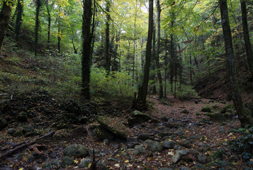 Autumn forest in a mountain gorge.