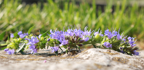 Blue hyssop flowers in the garden on the rocks. Hyssop is a beautiful spice and medicinal herb.