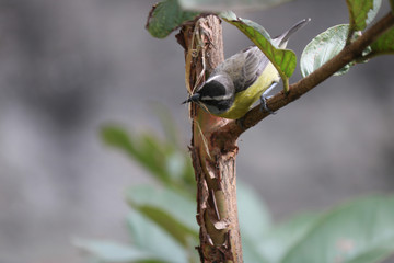 Passarinho Construindo Ninho