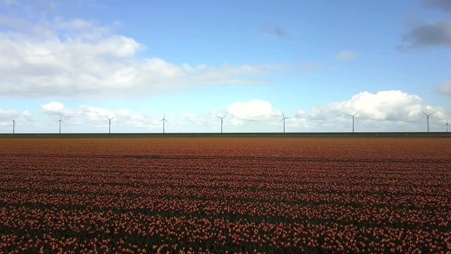 Aerial view of tulip fields in Dronten, the Netherlands, with wind turbines in the background.
