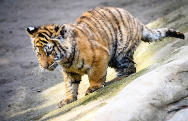 The Siberian tiger (Panthera tigris tigris) also called Amur tiger (Panthera tigris altaica) in the ZOO