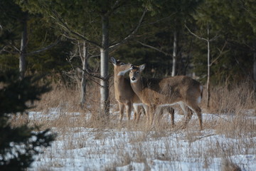 White Tail Deer