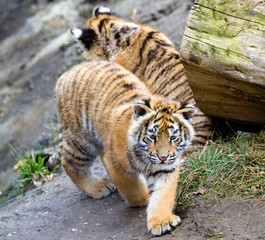 The Siberian tiger (Panthera tigris tigris) also called Amur tiger (Panthera tigris altaica) in the ZOO