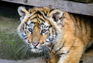 Obraz premium The Siberian tiger (Panthera tigris tigris) also called Amur tiger (Panthera tigris altaica) in the ZOO