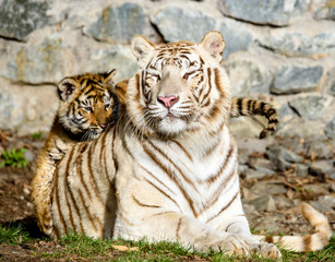 Fototapeta premium The Siberian tiger (Panthera tigris tigris) also called Amur tiger (Panthera tigris altaica) in the ZOO