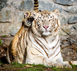 The Siberian tiger (Panthera tigris tigris) also called Amur tiger (Panthera tigris altaica) in the ZOO