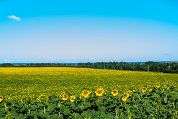 Fototapeta premium Sunflower fields, agriculture