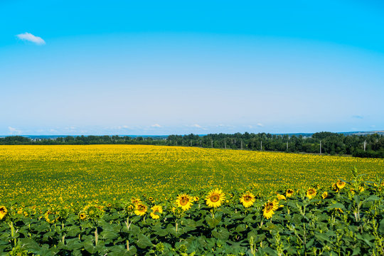 Sunflower fields, agriculture