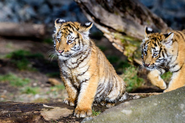 The Siberian tiger (Panthera tigris tigris) also called Amur tiger (Panthera tigris altaica) in the ZOO