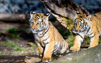 The Siberian tiger (Panthera tigris tigris) also called Amur tiger (Panthera tigris altaica) in the...