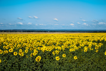 Obraz premium Bright field of sunflowers in Sunny weather, horizontal image