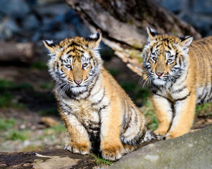 The Siberian tiger (Panthera tigris tigris) also called Amur tiger (Panthera tigris altaica) in the ZOO