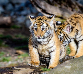 Obraz na płótnie Canvas The Siberian tiger (Panthera tigris tigris) also called Amur tiger (Panthera tigris altaica) in the ZOO