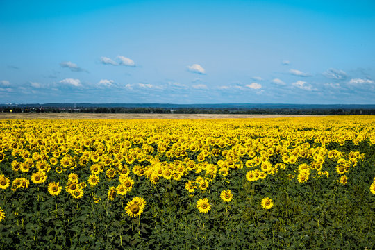 Bright field of sunflowers in Sunny weather, horizontal image
