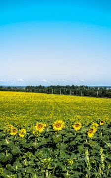Bright sunflower fields on the background of trees and blue sky. Vertical image